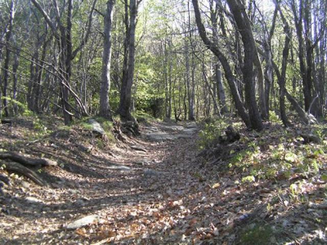 Bosco in vendita a Sassello