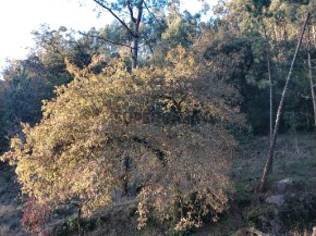 Bouça / Terreno com eucaliptos, pinheiros e mina de água