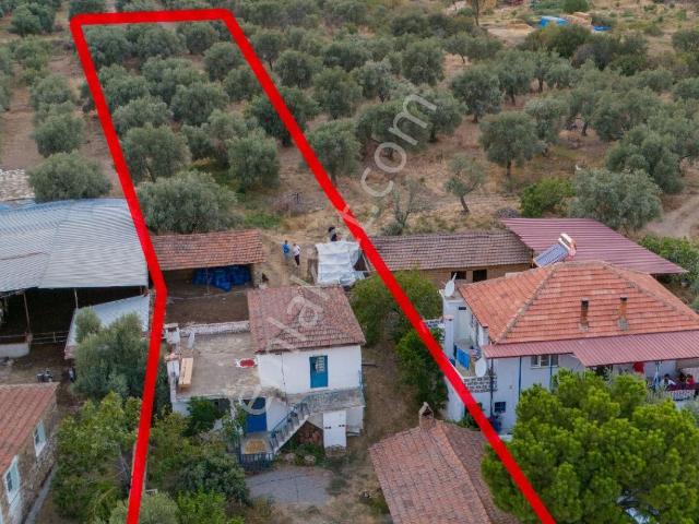 Bozdoğan Kavaklı Mahallesinde Satılık Müstakil Ev Ve Zeytinlik
