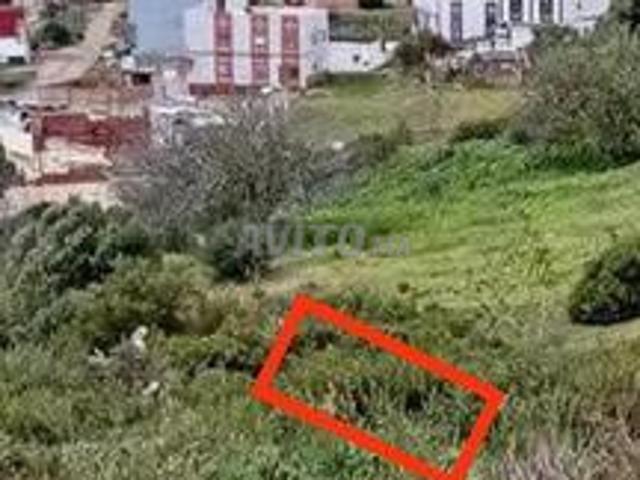 بقعة طنجة البالية شجيرات