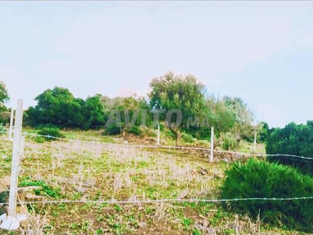 بقعة أرضية الرمان طنجة