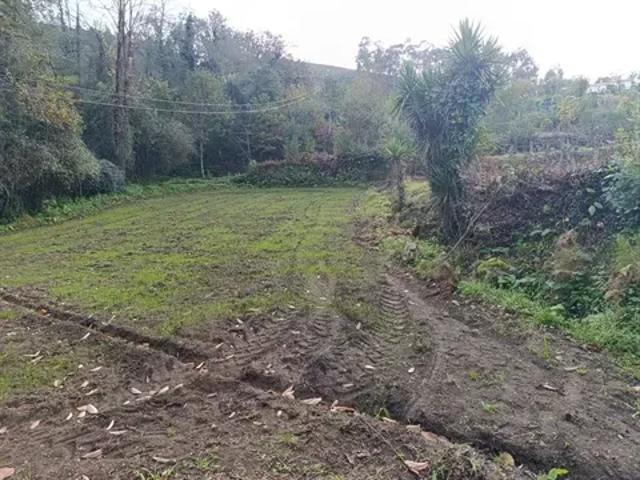 Braga Fafe 103540755