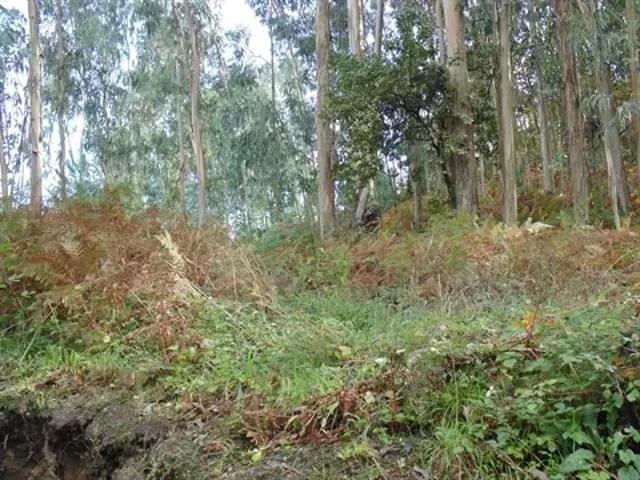 Braga Fafe 103540801