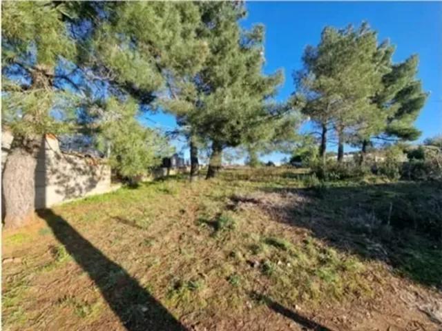 Bragança Bragança 103540593