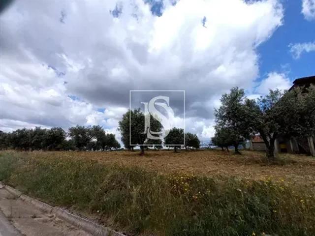 Bragança Macedo de Cavaleiros 103556719