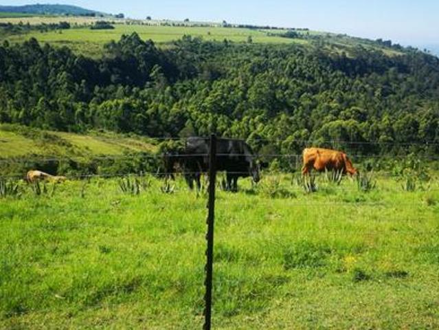 brangus stud farm with avocado orcha.