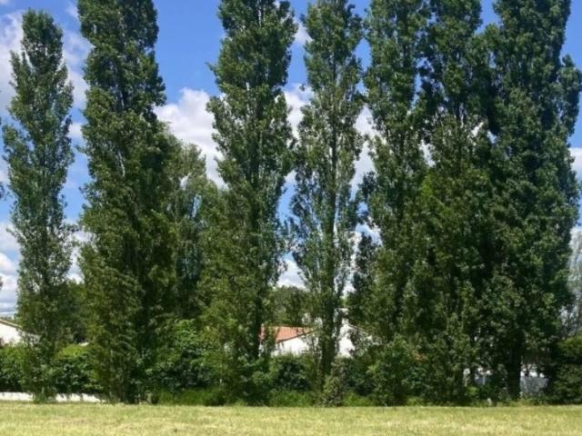 Bretignolles sur Mer Vente Terrain 85
