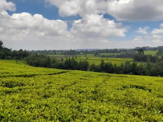 Breathtaking and fully serviced ready to build 1/2acre plots