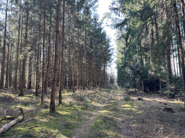 Brennholz aus eigenem Wald