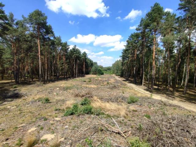 Brzozowa 3 300 m², Słowik