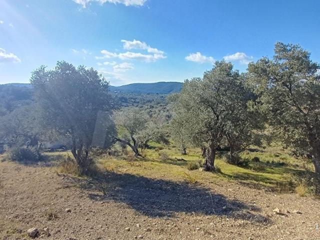 BUCA KIRIKLARDA TEK TAPU 3.100 m2 MUSTAKİL ZEYTİNLİK FIRSATI.