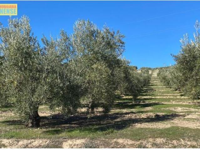 Buen olivar a pie de carretera