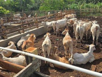 ¡Buen Rancho en Venta, Buctzotz, Yucatán!