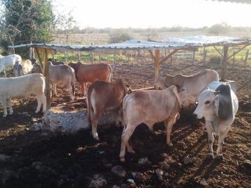 ¡Buen Rancho en Venta, Buctzotz, Yucatán!
