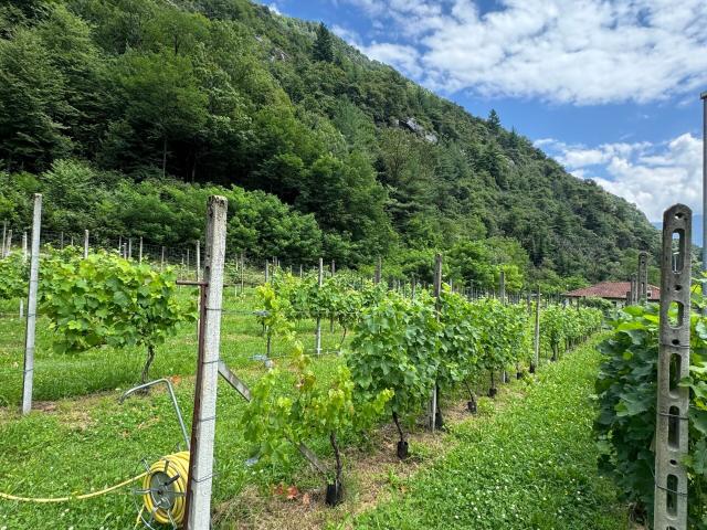 Building lot with 12.5 rooms on sale in Riviera 1 015 m² | dreamo. Ch