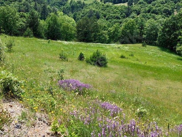 BURSA GEMLİK FINDICAK SATILIK 8.166 M2 ALT YAPISI HAZIR TEK TAPU TARLA. 5.850.000 TL
