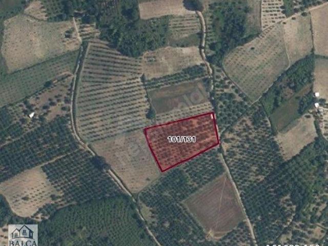 BURSA İNEGÖL KONURLAR KÖYÜ 7700 M2 CEVİZ BAHÇESİ