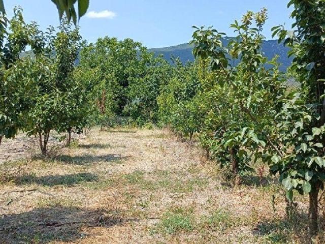 BURSA İZNİK ÇİÇEKLİ MAHALLENİN DE SATILIK HURMA BAHÇESİ