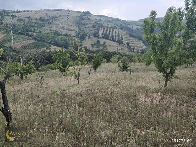 BURSA İZNİK TACİR KÖYÜNDE 8.700m SATILIK MEYVE BAHÇESİ