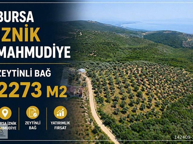 Bursa İznik Mahmudiye Göl Manzaralı Satılık TarlaBağ ve Zeytinlik
