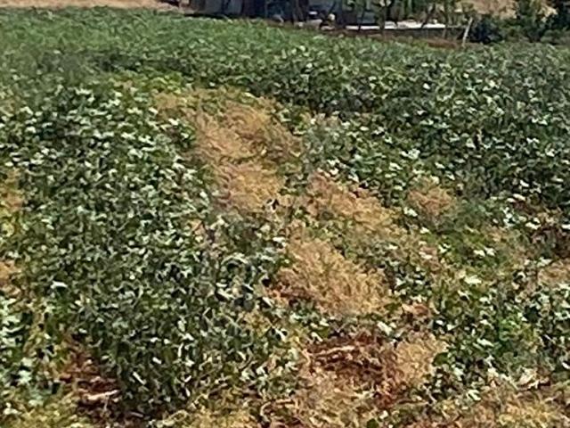 BURSA KARACABEY HARMANLI SATILIK TEK TAPU TARLA
