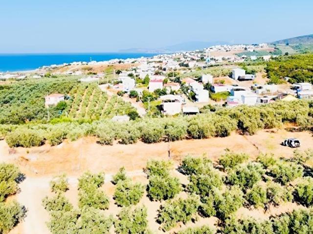 BURSA MUDANYA MESUDİYE SATILIK 517m2 TARLA