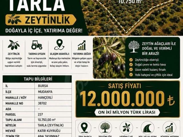 BURSA MUDANYA HANÇERLİ'DE 10.750 m SATILIK ZEYTİNLİK DOĞAYLA İÇ İÇE GÜÇLÜ YATIRIM FIRSATI!