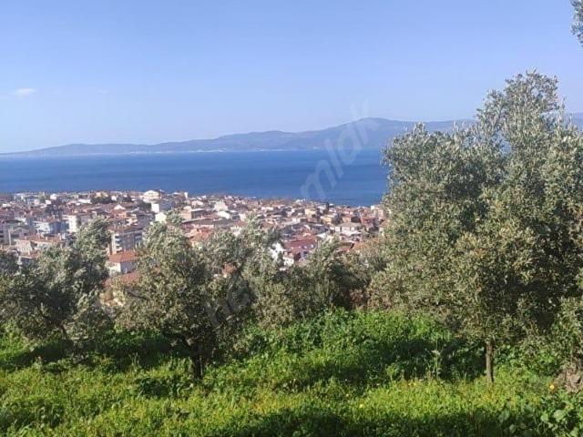 BURSA MUDANYA HASANBEYDE DENİZ MANZARALI ZEYTİNLİK