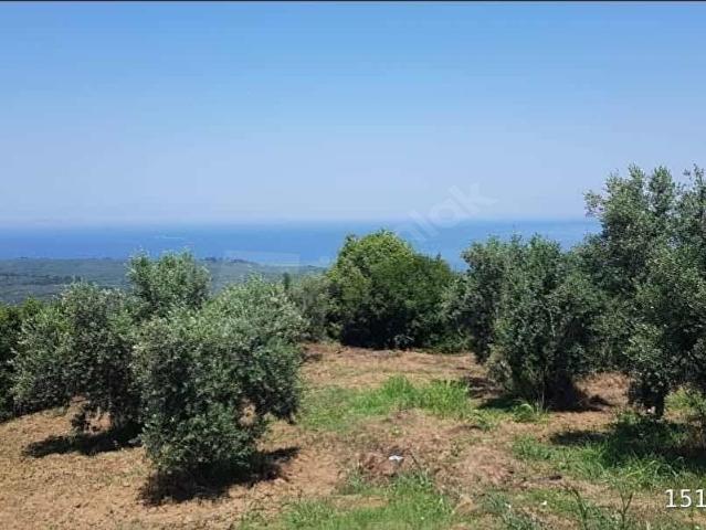 BURSA MUDANYA TİRİLYEDE KADASTRO YOLUNA CEPHE TARLA