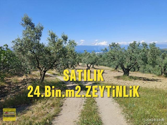 BURSA MUDANYA YÖRÜKALİ,DE SATILIK DENİZMANZARALI 24.DÖNÜM ZEYTİNLİK