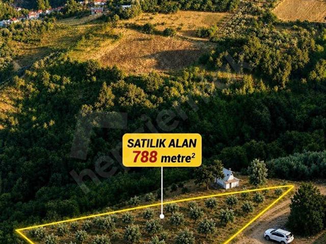 BURSA NİLÜFER AYVA KÖYDE SATILIK ZEYTİNLİKTARLA