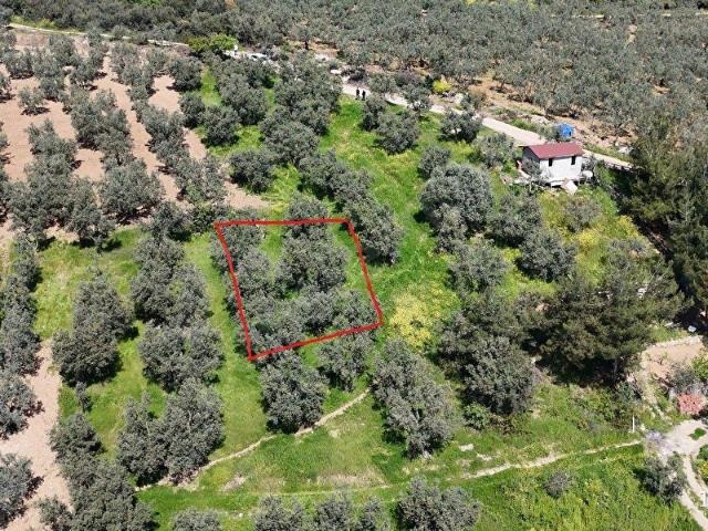 BURSA OSMANGAZİ DEMİRTAŞ İSMETİYE 175 M HOBİ ZEYTİN BAHÇESİ