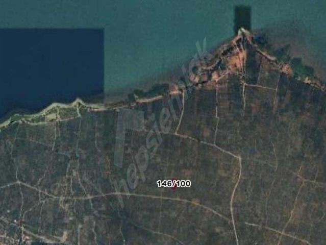 BURSA ORHANGAZİ 1630 m2 ZEYTİNLİK