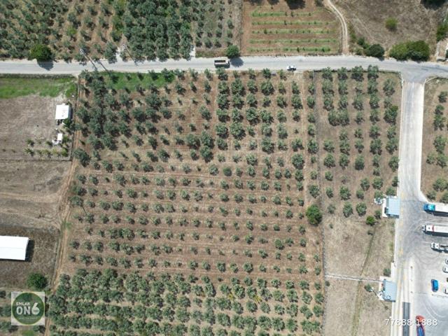 BURSA ORHANGAZİ GEDELEK MAHALLESİ SATILIK FIRSAT ARAZİ
