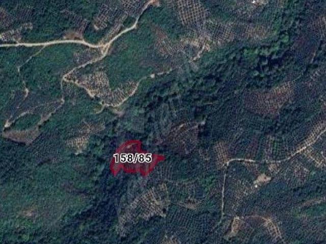 Bursa Orhangazi Dutluca da Satılık Bakımlı Zeytinlik