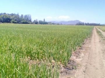 ¿BUSCAS AMPLITUD, EXCELENTE TIERRA Y CONECTIVIDAD TOTAL?