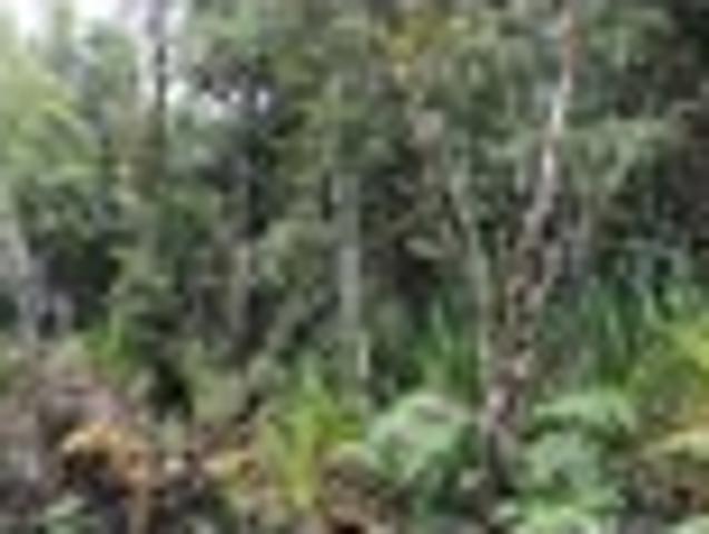 Bush Retreat Embrace Nature
