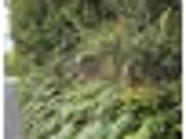 Bushclad Section Close to Town