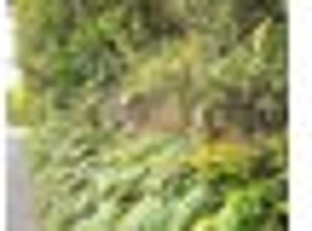 Bushclad Section Close to Town