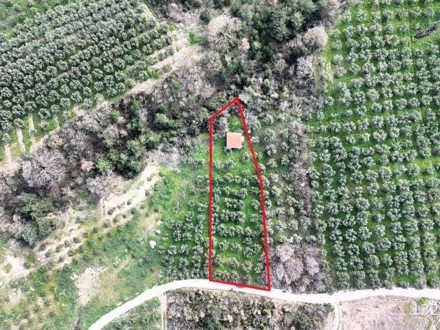 C21 Cius  Gemlik Katırlıda Yola Cepheli Kurulu Düzen Zeytinlik