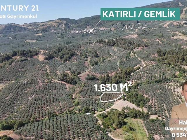 C21 Cius  Katırlı 1630m Yola Cephe Satılık Bakımlı Zeytinlik