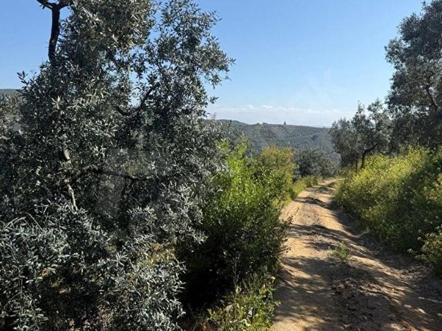 C21 Cius  Küçük Kumla Mahallesinde 1845 m2 Satılık Zeytinlik
