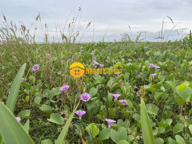 Cần bán gấp đất mt lương văn nho, cần giờ, ngang 8m, thổ cư 100 chỉ 80trm2