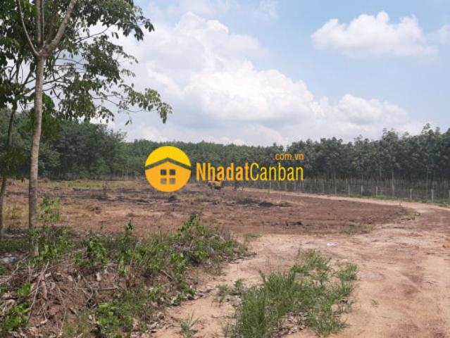 Cần bán gấp lô đất bình phước 1000m2 có sổ hồng sẵn giá chỉ cần 220tr