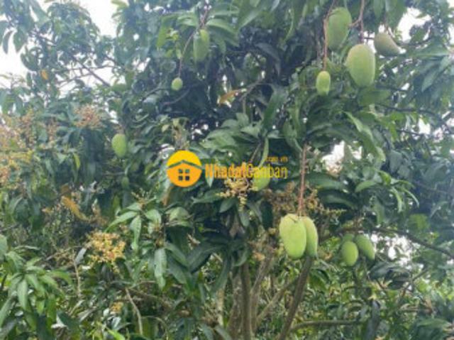 Cần bán đất vườn tại thống nhất gia kiệm chỉ 750 triệusào, có sổ hồng riêng chính chủ