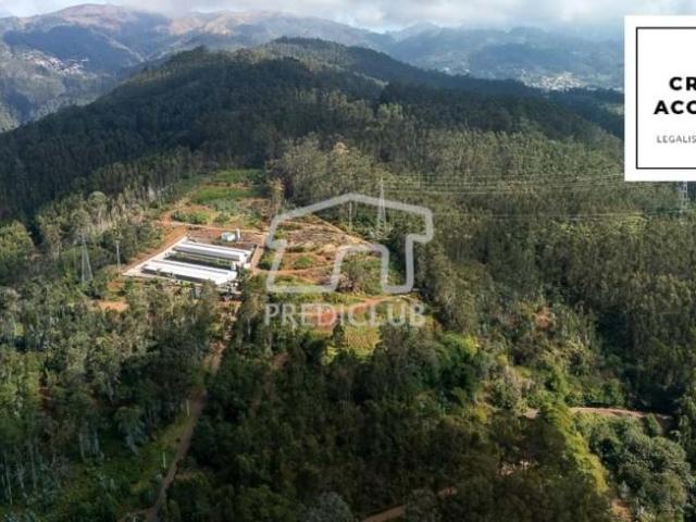 Câmara de Lobos Ilha da Madeira 95654587