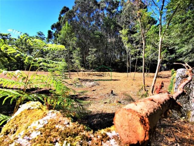 Caminha Caminha 102362273