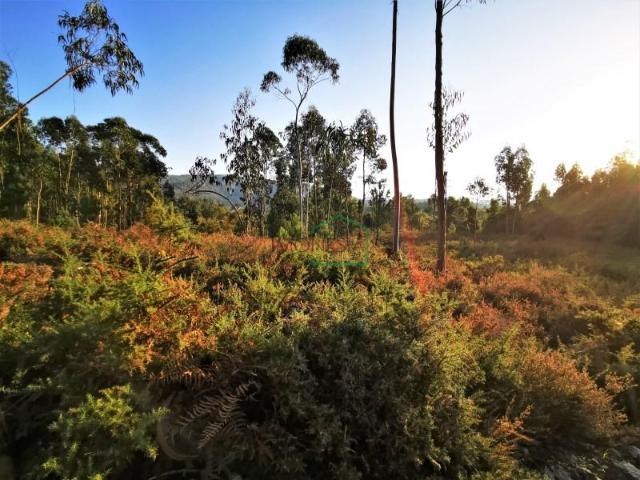 Caminha Caminha LS101246413