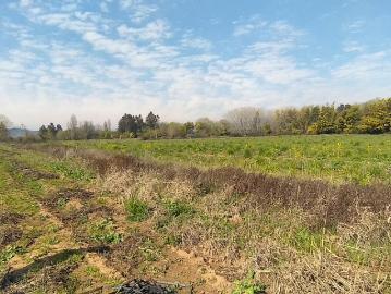 40 HA, SEMI PLANO, IDEAL PROYECTO AGRÍCOLA, PELARCO VII R