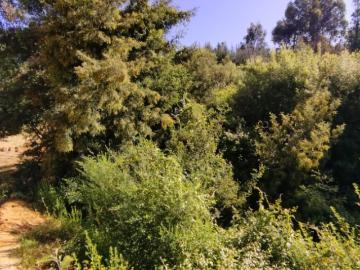 campo, terreno, parcela